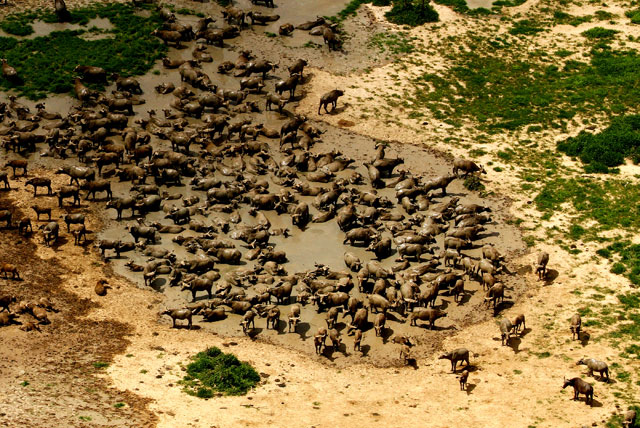 lago chad chadwildlife